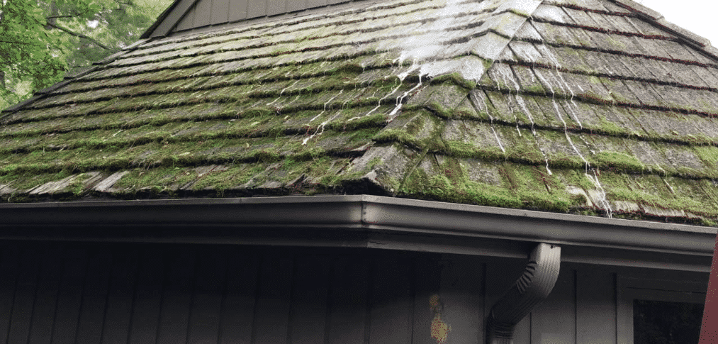 Moss Growth On Your Cedar Roof? How To Handle It. | CedarRoofing.com